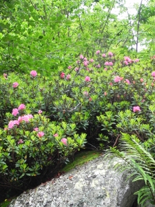 Rhododendron-ferrugineum