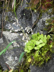 Saxifraga-cuneifolia