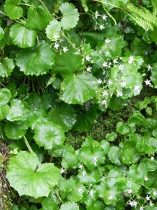Saxifraga-rotundifolia